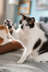 Composición vertical. Gato blanco y negro con ojos azules intenta atrapar algo con su pata