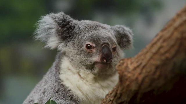 koala