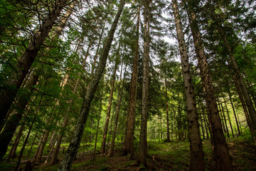 forest in the morning