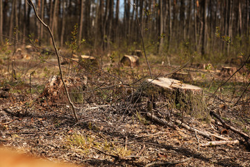 The picture after felling is a lot of stumps of coniferous trees remaining in the ground. stumps after illegal felling. selective focus