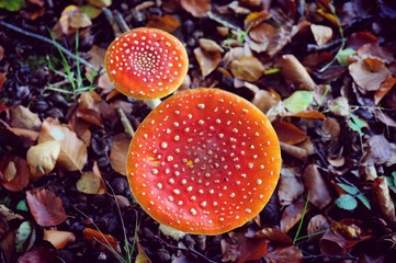Amanita muscaria, commonly known as the fly agaric or fly amanita toadstools growing in beech woodland, Surrey, UK