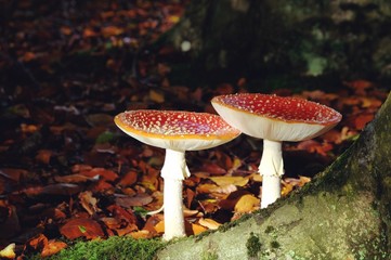 Amanita muscaria, commonly known as the fly agaric or fly amanita toadstools growing in beech woodland, Surrey, UK