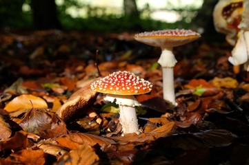 Amanita muscaria, commonly known as the fly agaric or fly amanita toadstools growing in beech woodland, Surrey, UK