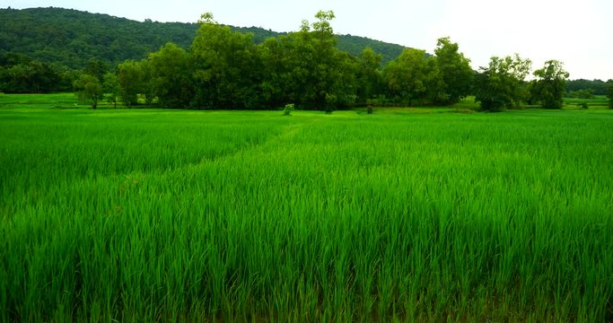 rice fiels windy rainy wather.