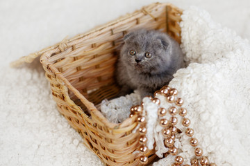 Fototapeta na wymiar A grey British kitten is sitting in a wicker basket, with gold beads and a white soft blanket hanging from the basket. Christmas card, holiday, gift. Christmas and new year concept