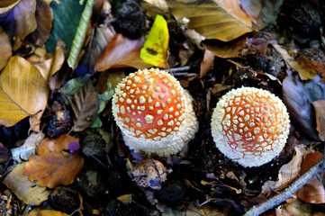Amanita muscaria, commonly known as the fly agaric or fly amanita toadstools growing in beech woodland, Surrey, UK