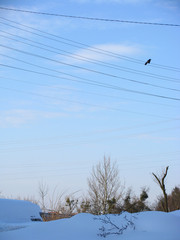 Ptaszek siedzący na kablach na tle nieba zimą  © vofchok