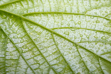 Green leaf with rain drops of water
