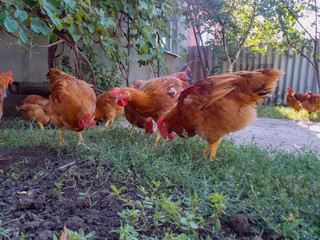 hen and chickens