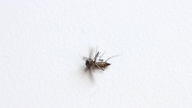 Tiger mosquito lying on back and whirl on a white table, close up. The Asian mosquito was hit by insecticides, macro view.