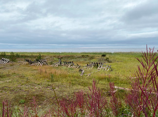Russia, Kola Peninsula, Tersk District, White Sea coast. Sea view from the road. There are broken wooden structures in the grass to trap snow in winter. Cloudy rainy day, late summer