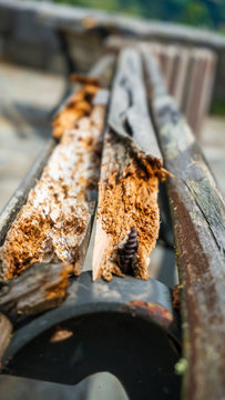 Bancos de madera envejecidos por el tiempo, carcoma y rotos, maderas viejas