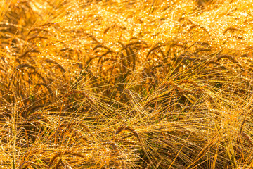 Sunrise in an agricultural field with golden ears of ripe rye covered with dew in the early...