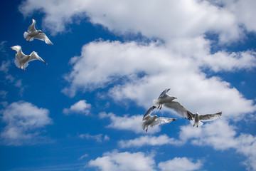 Flying white seagulls, beautifull cloudy sky blue background, bright natural scene, beautifull weather, birds catching food in flight on sunny day, seabirds in motion