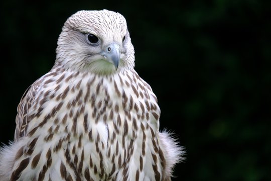 Falco Rusticolus - Gerfalke