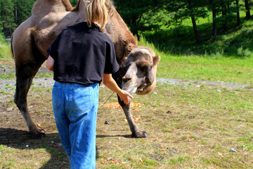 A camel stands in a clearing in the zoo. A large woolly animal with two humps, it is hand-fed.