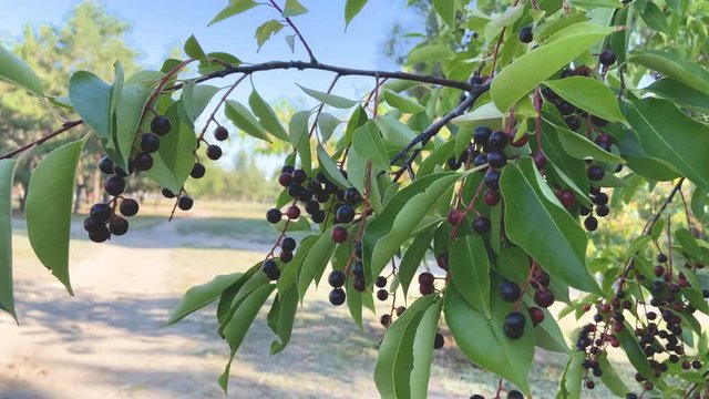 branch of bird-cherry tree (Prunus padus) closeup, outdoors