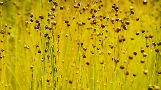 Close up of flax crop plants in field swaying in wind on a summer day