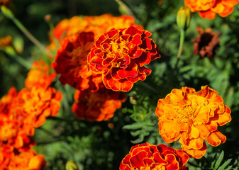 Beautiful orange and red flowers of marigolds in the countryside close-up (Marigolds erectus, African marigolds, Aztec marigolds, African marigolds)