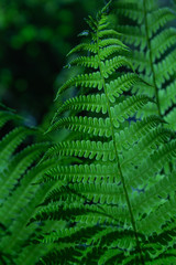 Beautiful fern leaves on a green background.
