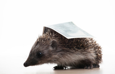 image of hedgehog money white background 