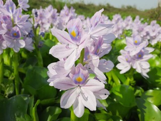 Purple water hyacinth flowers. aquatic plant flowers, Eichhornia crassipes flower.