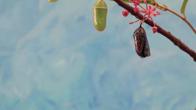 Monarch Butterfly, Danaus plexippuson, emerges from Chrysalis blue background x288 speed