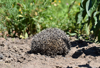 The wild hedgehog is curled up into a ball.