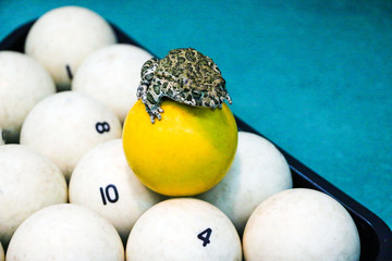 spotted green frog on  pool table with old dirty billiard balls and shabby dusty green cloth. the concept of foul play, toad of greed and meanness in the game of billiards.
