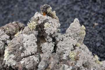 lichen growing on lava, La Palma, canary islands