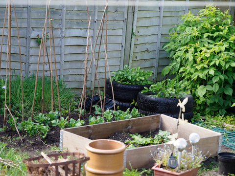 A Small Vegetable Patch In A Back Garden Growing Potatoes, Runner Beans And Rhubarb