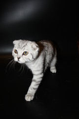 very beautiful spotted silver Scottish fold cat