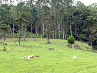Urwald