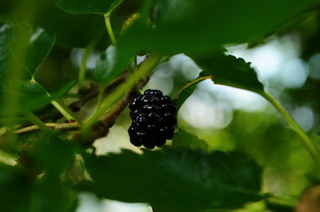 Fresh mulberry, black ripe and red unripe mulberries on the branch of tree. Healthy berry fruit.