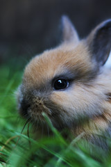 Fototapeta premium little cute furry rabbit