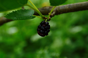 Fresh mulberry, black ripe and red unripe mulberries on the branch of tree. Healthy berry fruit.