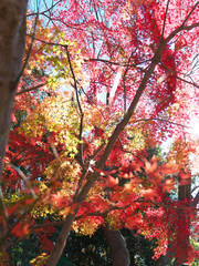 秋の紅(黄)葉