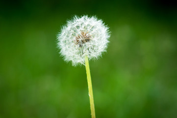 Dandelion spores on an out-focused green meadow