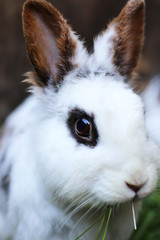 little cute furry rabbit