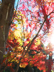 秋の紅(黄)葉