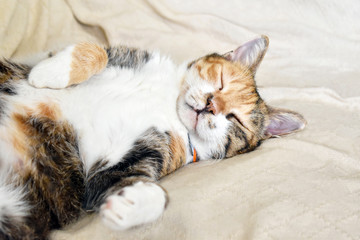 Calico cat or Tortoiseshell cat sleeping on the sofa. Copy space. Selective focus.