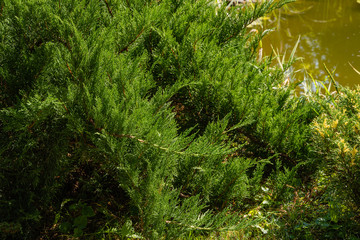 Cossack juniper Juniperus sabina Tamariscifolia on blurred background of water surface of pond. Selective focus. Evergreen landscaped garden. Green leaves of juniper fit perfectly into garden design.