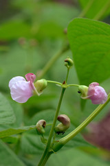 Bean flowers