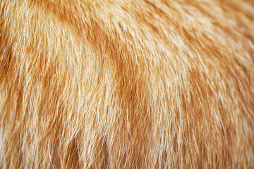 Fototapeta premium Ginger cat fur texture background. 
