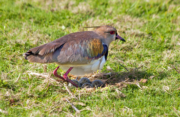 A breeding southern lapwing with three eggs, also called want-want (Vanellus chilensis), a wader widespread throughout South America.