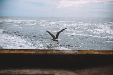 seagull in flight, Porto, Portugal, Ocean beach