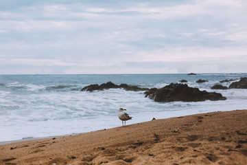 Porto, Portugal, Ocean beach