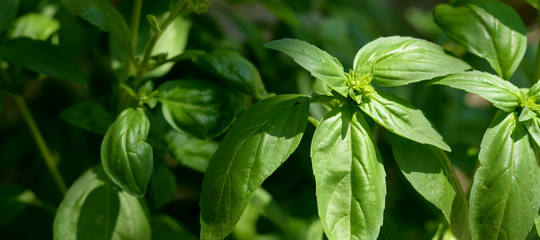 Basil plant