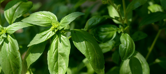 Basil plant