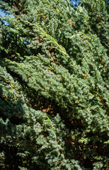 Huge bush of juniper squamata Meyeri. Original texture of leaves on juniper branches. Blue with green background of small needles. Close-up. North Caucasus nature concept for design.